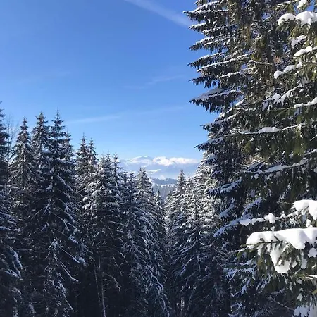 Novoe Shale * ヤブルニツァ