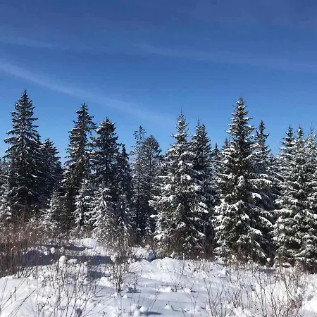 ホテル Novoe Shale